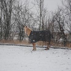 Palomino Queen Of Europe<3