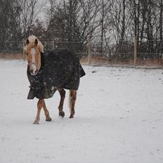 Palomino Queen Of Europe<3