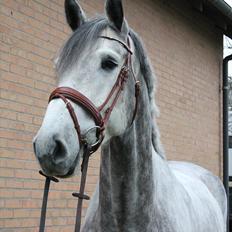 Holstener AK's Carelato