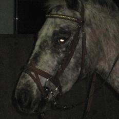 Knabstrupper Aastrupgaards Ydun