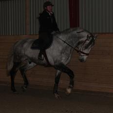 Holstener AK's Carelato