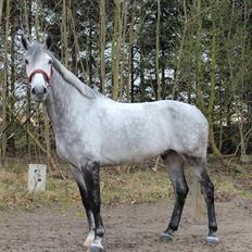 Holstener AK's Carelato