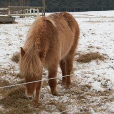 Islænder Audna **PRINSESSEN**