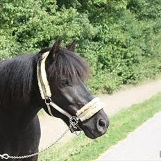 Hollandsk Sportspony Black Boy