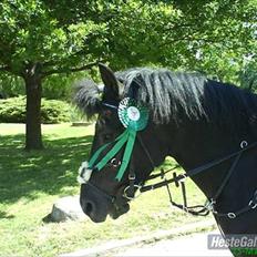 Hollandsk Sportspony Black Boy