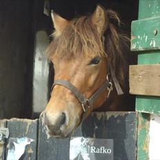 Gotlandsruss Julie (Dulle)