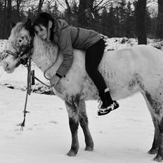 Hollandsk Sportspony Tiger - My soulmate<3 (Snoopy)