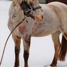 Hollandsk Sportspony Tiger - My soulmate<3 (Snoopy)