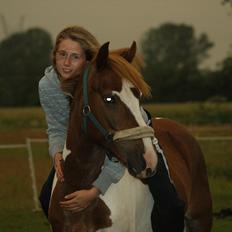 Pinto NM Pimento - Mit eventyr!