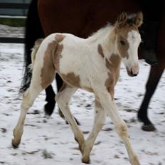 Irish Cob Crossbreed Indian Golden Winter 