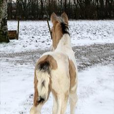 Irish Cob Crossbreed Indian Golden Winter 