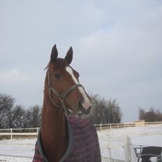 Hannoveraner Miss Red Diva