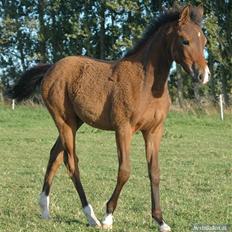 DSP Møgelholtgårds Kiss Me