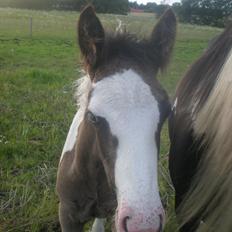 Irish Cob Orlando