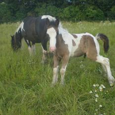 Irish Cob Orlando