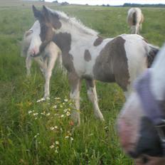 Irish Cob Orlando