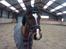 Welsh Pony (sec B) Korreborgs Pinot - Pinot i ridehuset.
Den 28/1 12