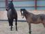 Welsh Pony (sec B) Korreborgs Pinot - Pinot i ridehuset med Qato
Den 28/1 12