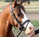 Welsh Pony af Cob-type (sec C) Thers Hey Harlekin<3