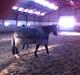 Knabstrupper Bianca Himmelhest..