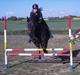 Anden særlig race Speedy - afleveret  tilbage - 