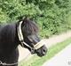 Hollandsk Sportspony Black Boy