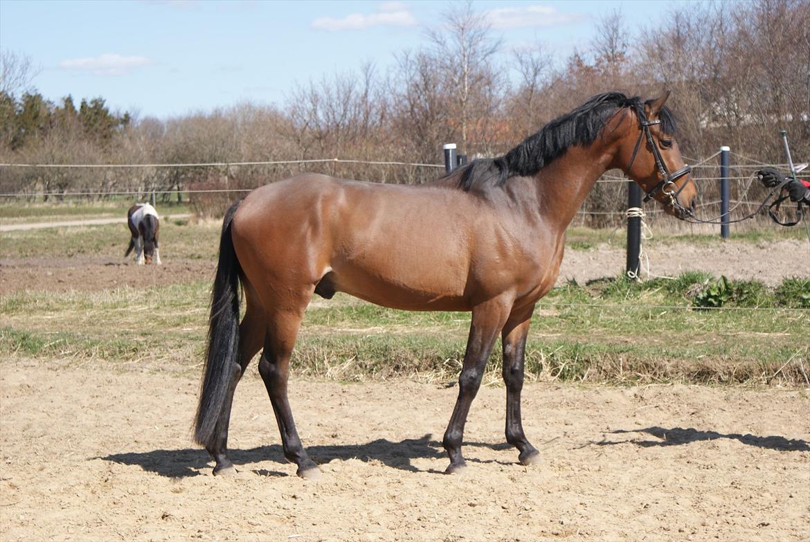 Hollandsk Sportspony Bjirmens' Tsjalke(solgt) - ved at blive gjort klar til hingstekåring :) billede 1