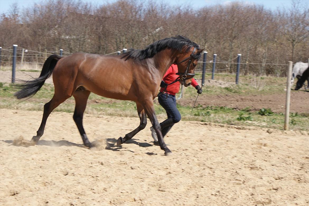Hollandsk Sportspony Bjirmens' Tsjalke(solgt) billede 2