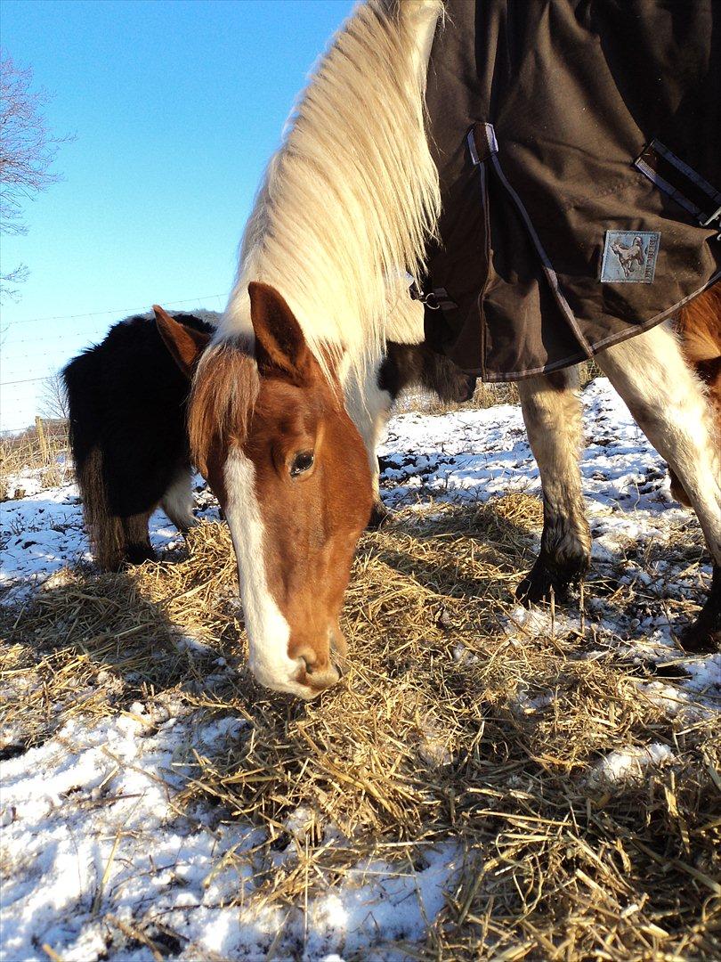 Pinto Katja billede 15