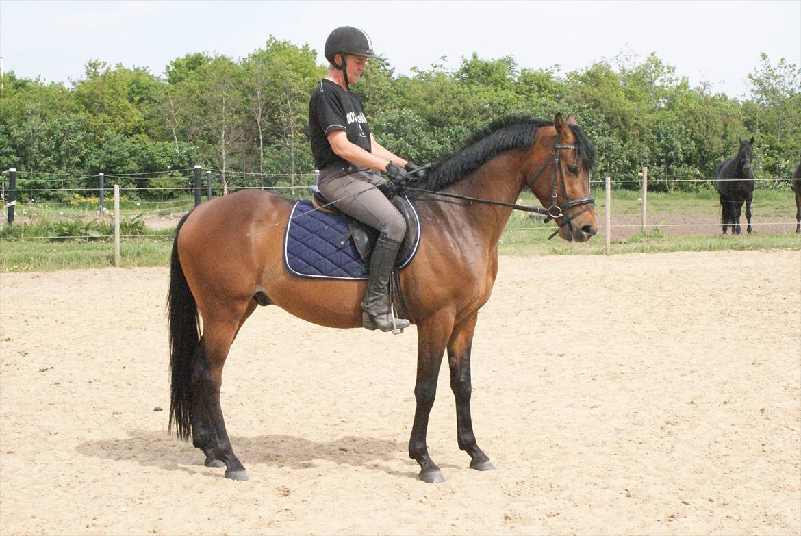 Hollandsk Sportspony Bjirmens' Tsjalke(solgt) billede 3