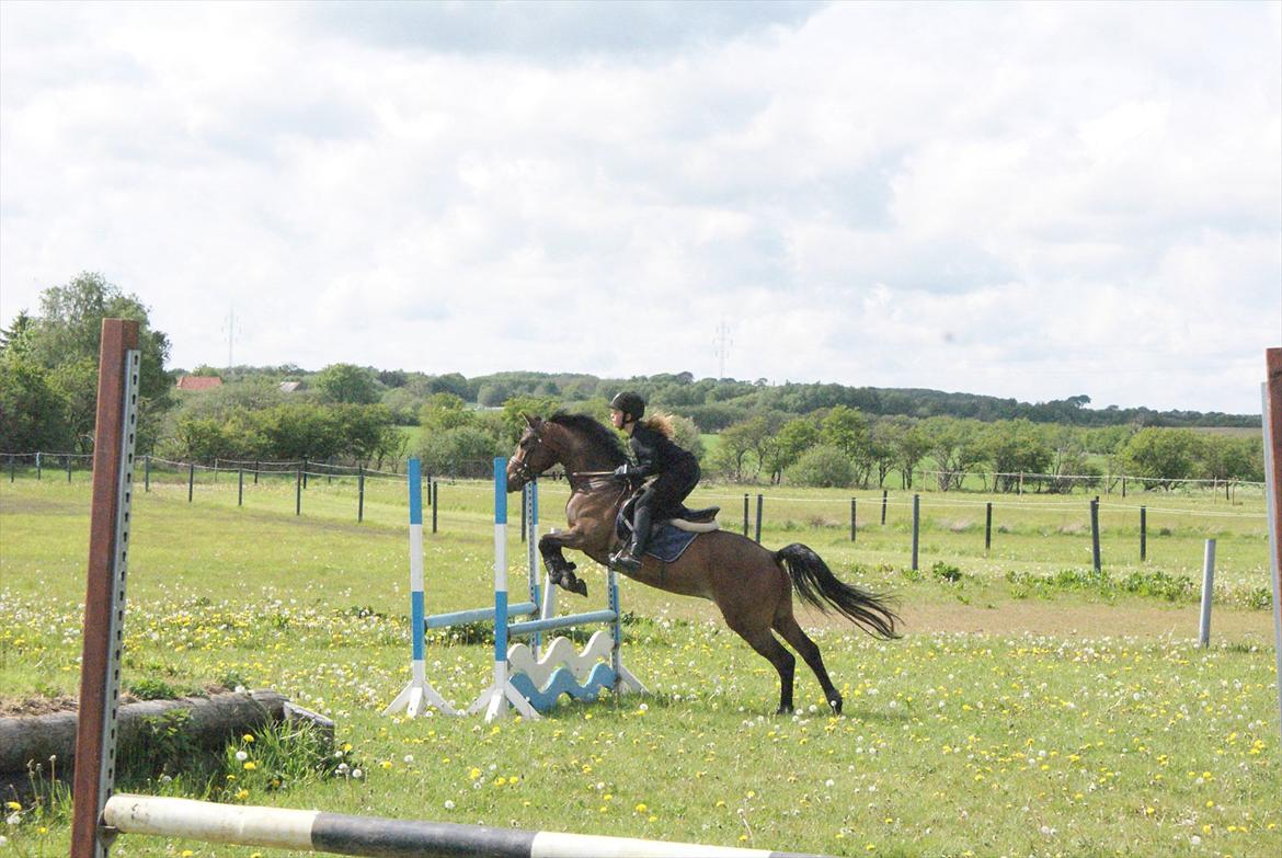 Hollandsk Sportspony Bjirmens' Tsjalke(solgt) billede 4