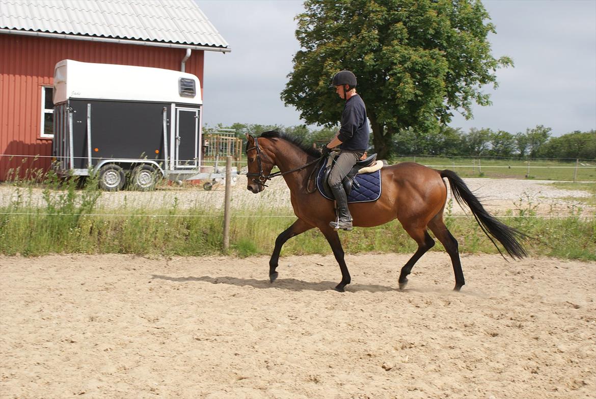 Hollandsk Sportspony Bjirmens' Tsjalke(solgt) billede 5
