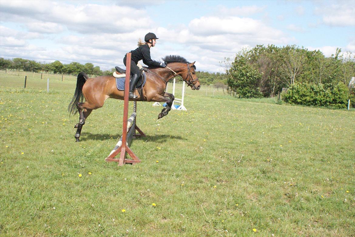 Hollandsk Sportspony Bjirmens' Tsjalke(solgt) - hihi, elsker det her billede !:D billede 6