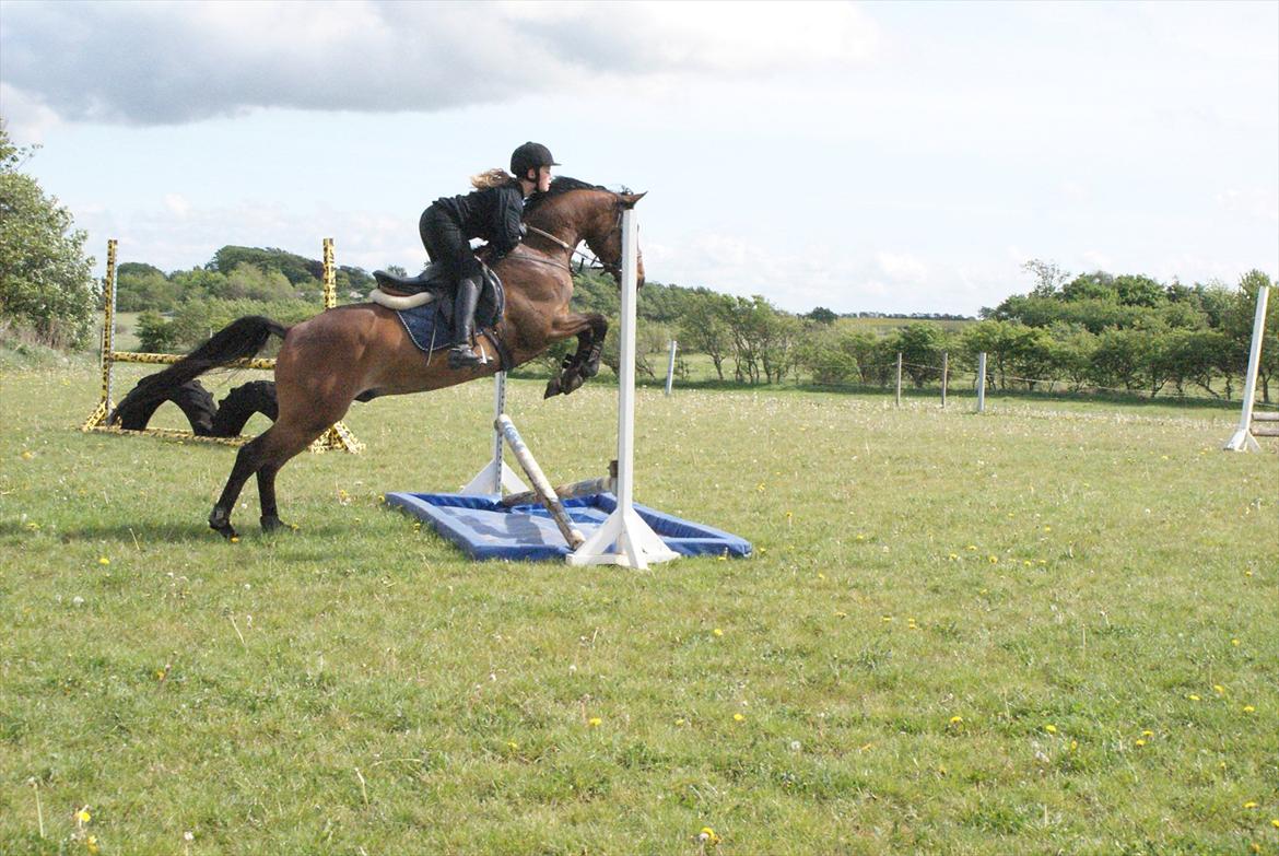 Hollandsk Sportspony Bjirmens' Tsjalke(solgt) billede 7