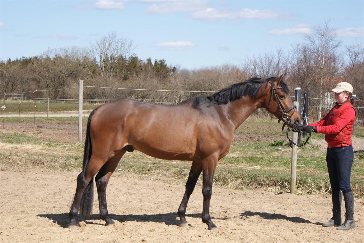 Hollandsk Sportspony Bjirmens' Tsjalke(solgt) - LÆKKER billede 8