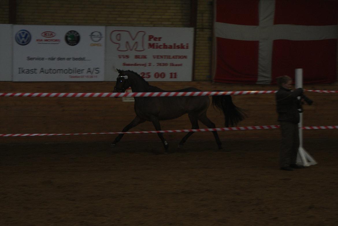 Hollandsk Sportspony Bjirmens' Tsjalke(solgt) - til hingstekåring <3
 billede 9
