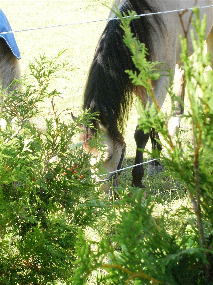 Quarter Rooster Did It billede 14