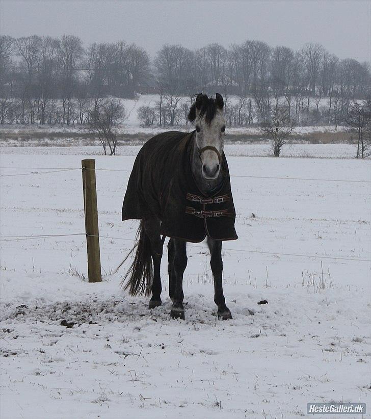 Anden særlig race Lecis - ude i den dejlige sne :) billede 12