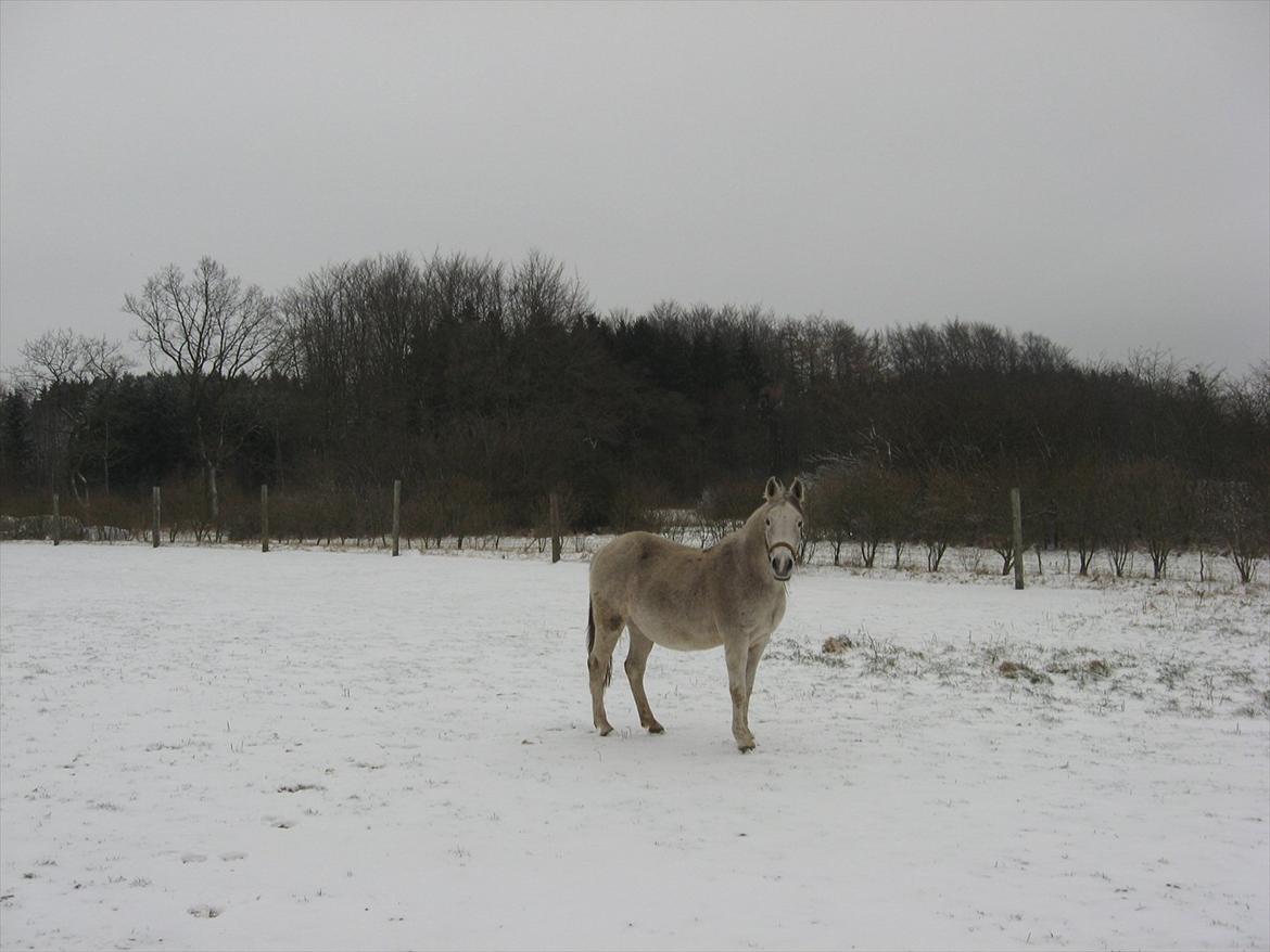 Anden særlig race Skovly´s Eliza - Jan. 2012 billede 18