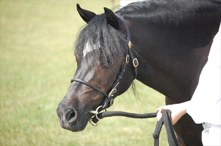 Welsh Pony af Cob-type (sec C) Dorthealyst Socks - smukke sokke-dyr <3 <3 billede 6