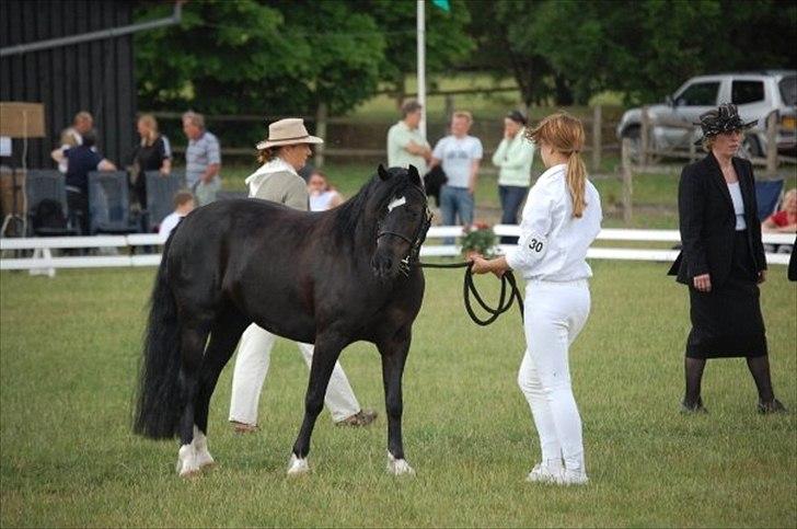 Welsh Pony af Cob-type (sec C) Dorthealyst Socks - Socks til welshkåring - det var før at hun blev en trimmet ridepony:-)) billede 7