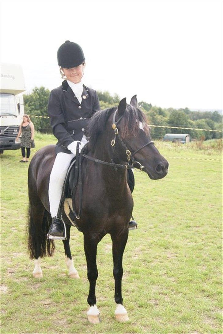 Welsh Pony af Cob-type (sec C) Dorthealyst Socks - Showklasse til welshkåring juli 2011 billede 9