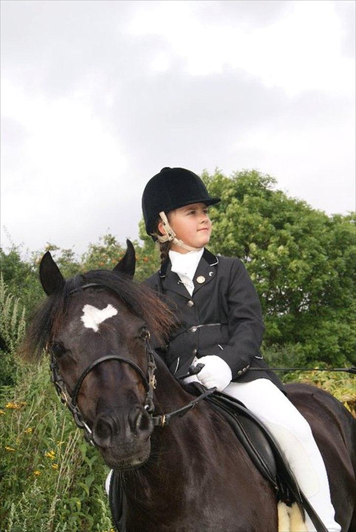 Welsh Pony af Cob-type (sec C) Dorthealyst Socks - showklasse til welshkåring 2011 billede 10