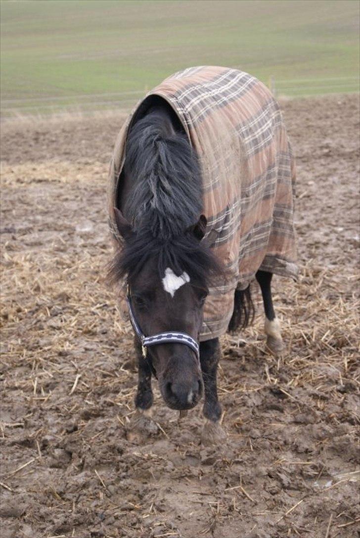 Welsh Pony af Cob-type (sec C) Dorthealyst Socks - Halløj! billede 14