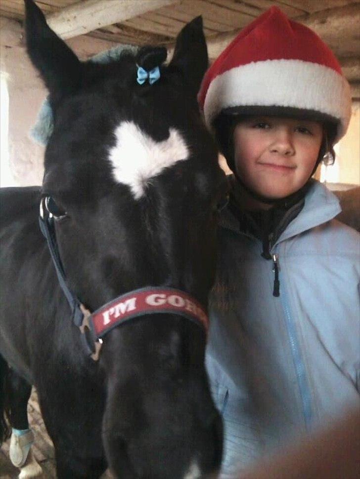 Welsh Pony af Cob-type (sec C) Dorthealyst Socks - Glædelig jul - 24. december 2011:-) billede 16