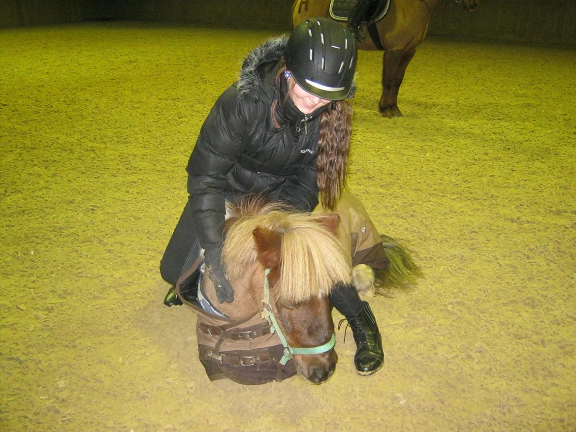 Shetlænder CNH's Felix - 27 Januar 2012. Elsker den pony så ufatteligt meget. Han er fantastisk!
(Jeg ligger ikke vægt i, når jeg sidder på ham, jeg ligger vægten på mine ben! ) billede 20