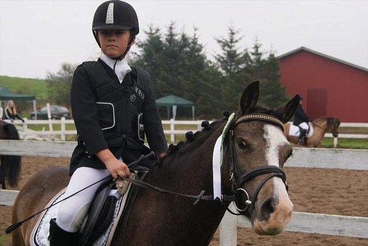 Welsh Pony (sec B) Harmonie V - sløjfespringning til klubstævne billede 10