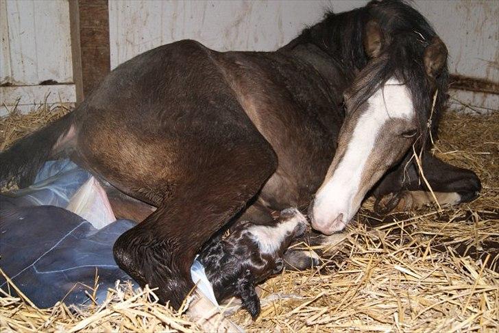 Welsh Pony (sec B) Harmonie V - Serenity D kommer til verden d. 24. april 2010 billede 14