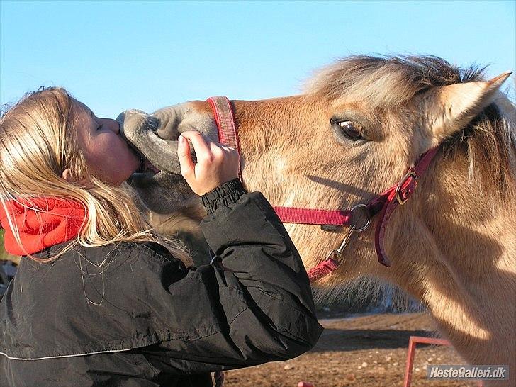 Fjordhest Frøja (PRINSESSEN<3) - Mmmm kys af den jeg elsker allermest!<3 vinter 2012 billede 3