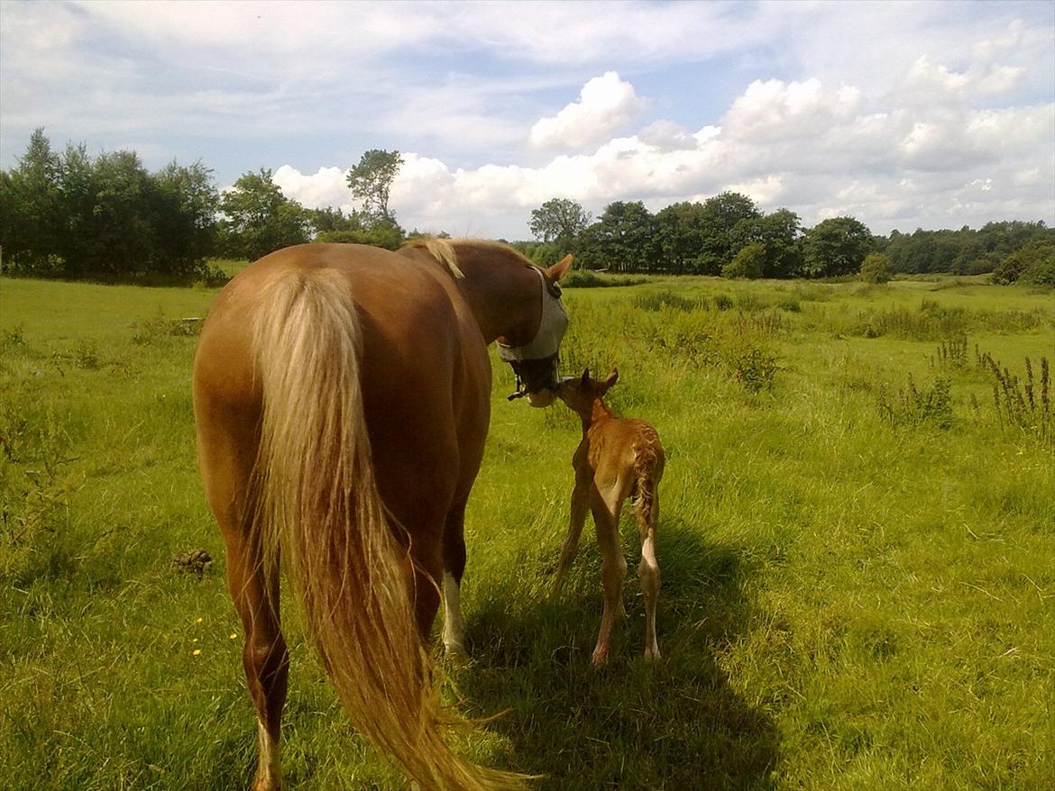 Frederiksborg Ronja billede 15